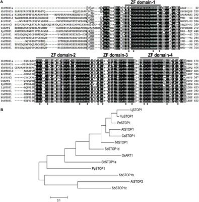 Identification of STOP1-Like Proteins Associated With Aluminum Tolerance in Sweet Sorghum (Sorghum bicolor L.)